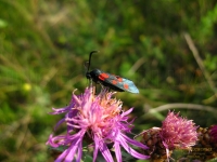 Zygaena lonicerae