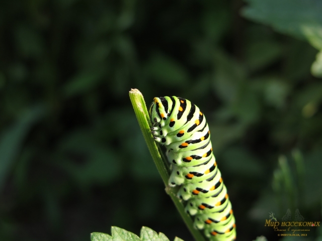 Papilio Machaon