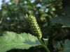 Papilio Machaon