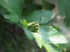 Papilio Machaon