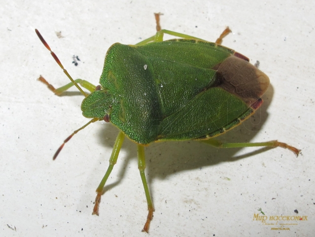 Palomena prasina