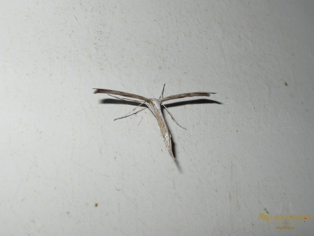 Pterophorus monodactylus