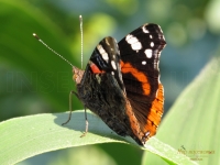 Vanessa Atalanta