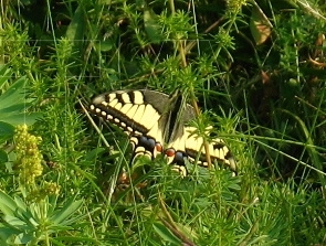 Papilio Machaon