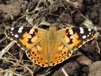 Vanessa Cardui