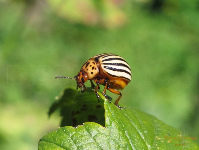 Leptinotarsa decemlineata