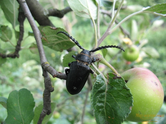 Prionus Coriarius