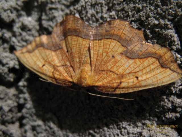 Epione repandaria