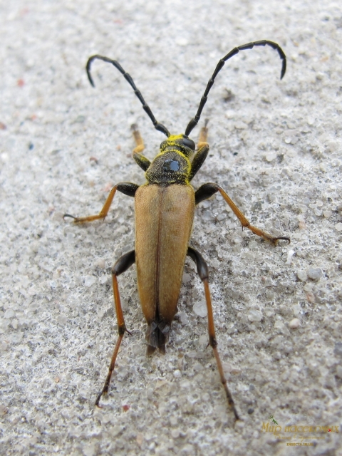 Stictoleptura rubra