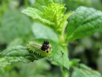 Cassida vibex