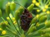 Graphosoma lineatum