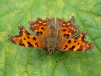 Polygonia c-album