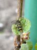 Clytus arietis