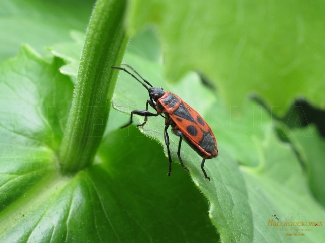 Pyrrhocoris apterus