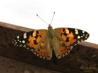 Vanessa Cardui