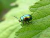 Chrysolina fastuosa