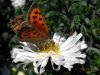 Lycaena phlaeas