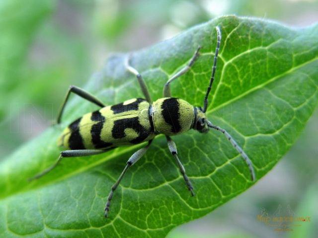 Chlorophorus varius