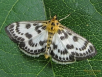 Eurrhypara urticata