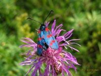 Zygaena filipendulae