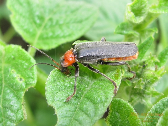 Cantharis fusca