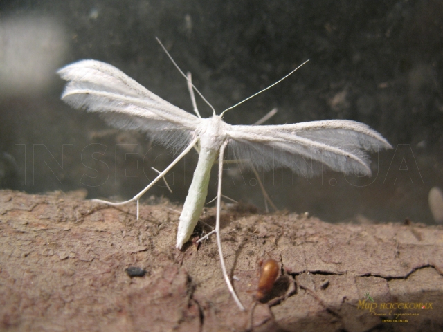 Pterophorus pentadactylus