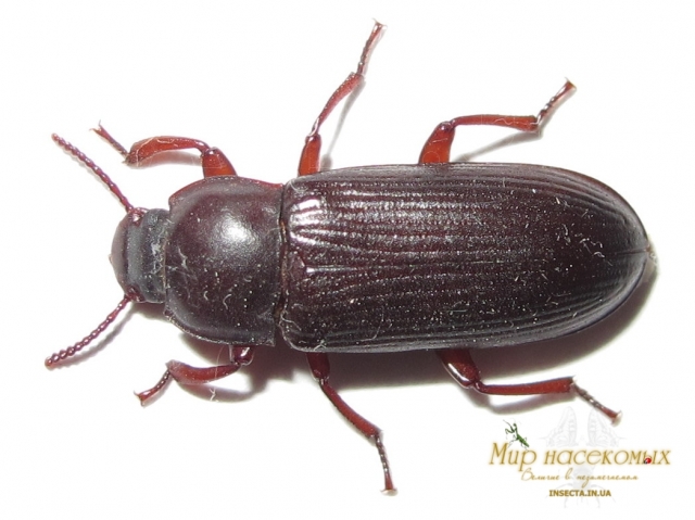 Tenebrio molitor